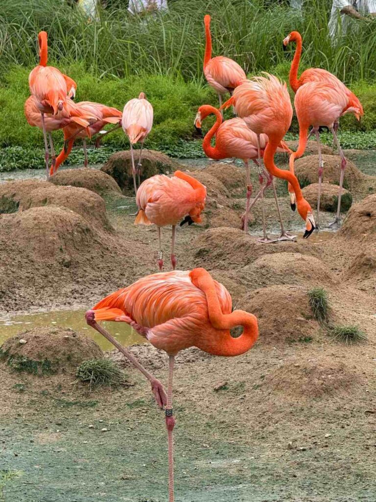 Flamingo