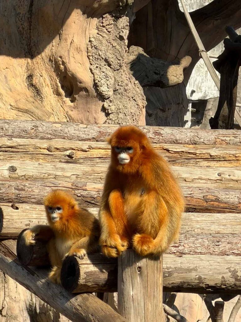 Golden Snub-Nosed Monkey 