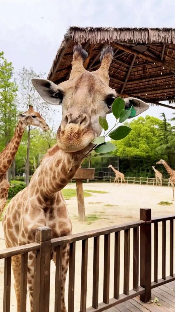 Giraffe 